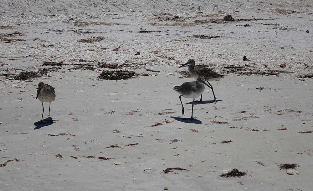 Bachstelzen am Strand