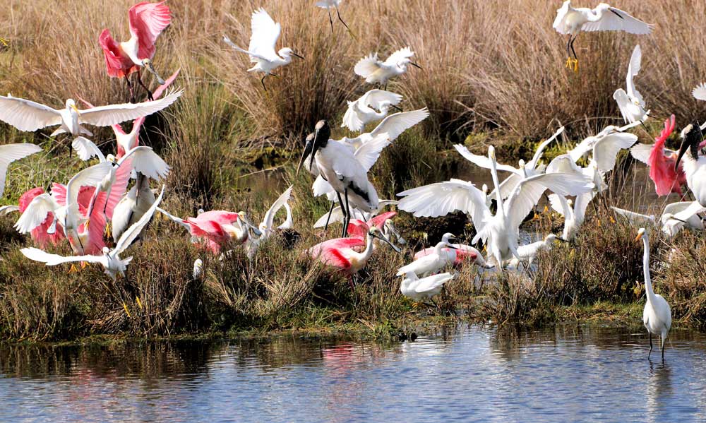 Merrit Island
