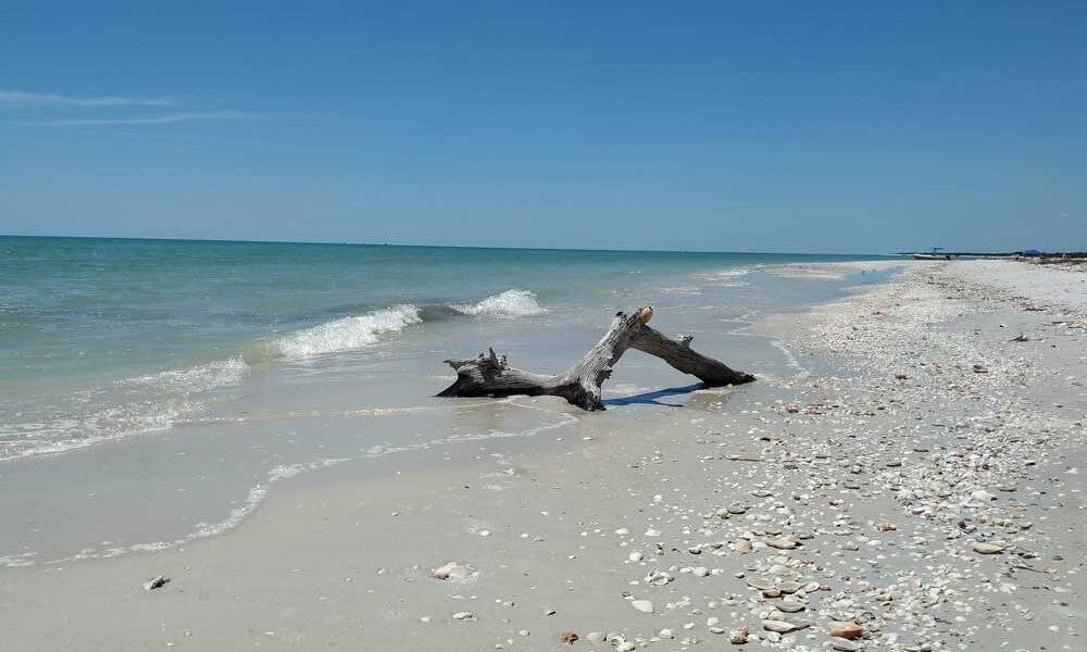 Driftwood on the Beach