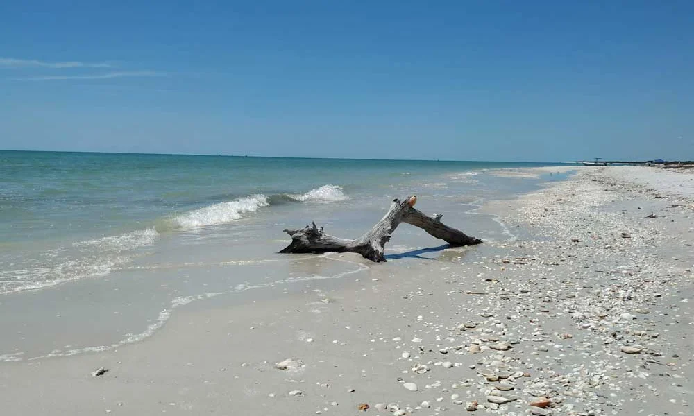 Driftwood on the Beach