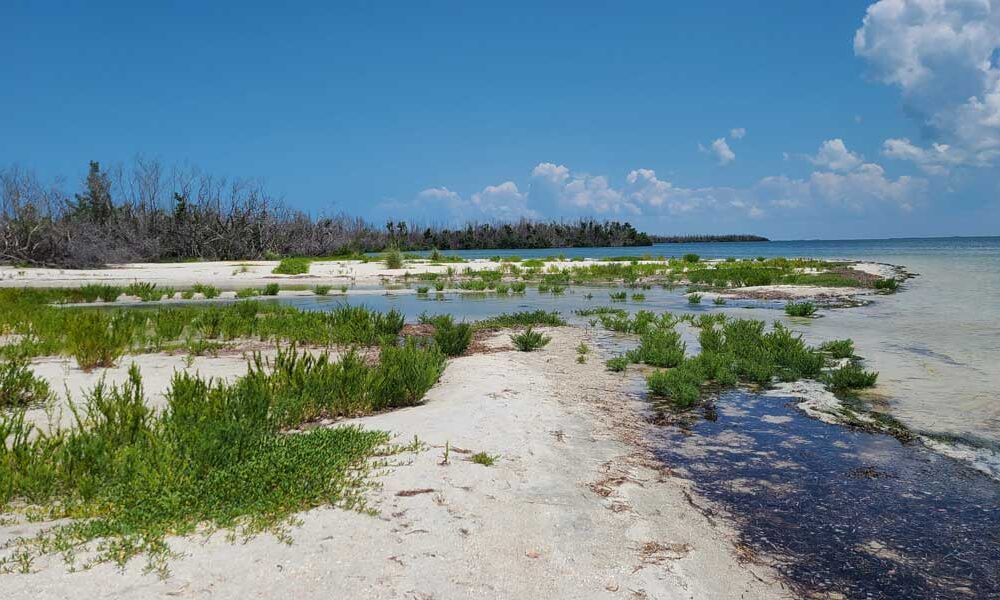 Cayo Costa Pine Island Sound