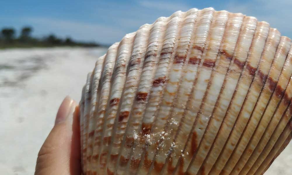 Giant Atlantik Cockle Dinocardium robustum