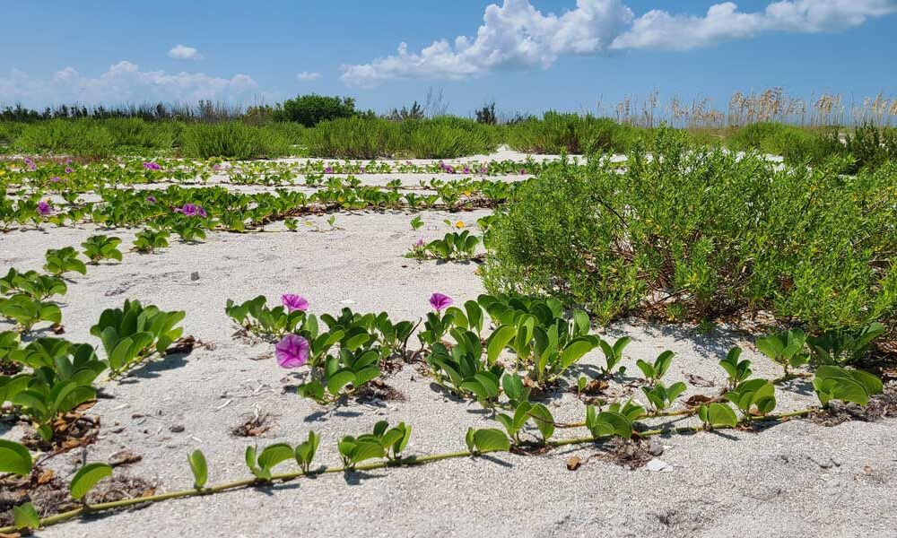 Cayo Costa Flora