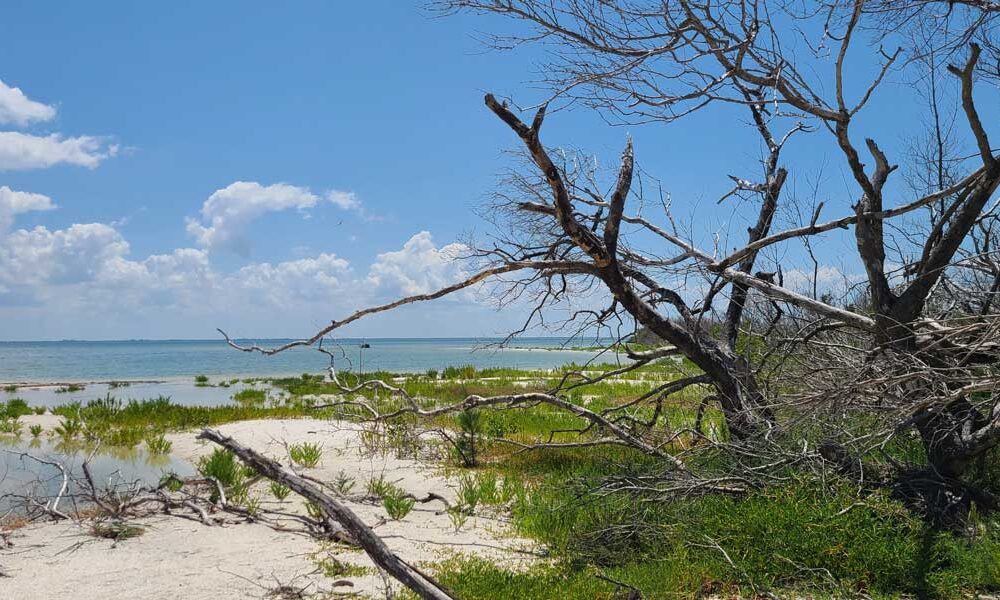 Cayo Costa Isle Backwater