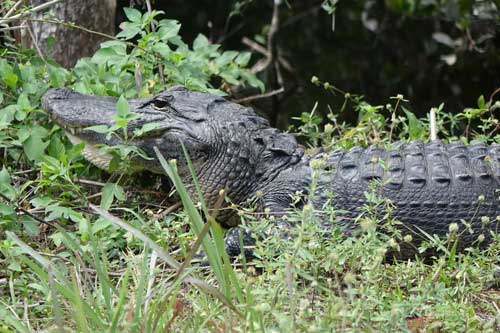 Alligator Portrait