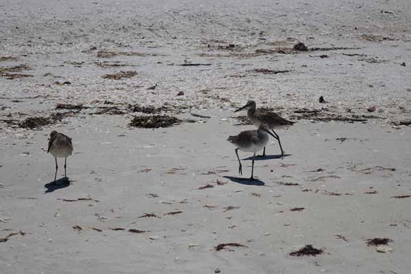 Strandläufer