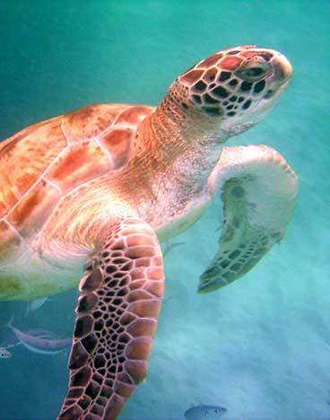 Key Largo Florida Keys