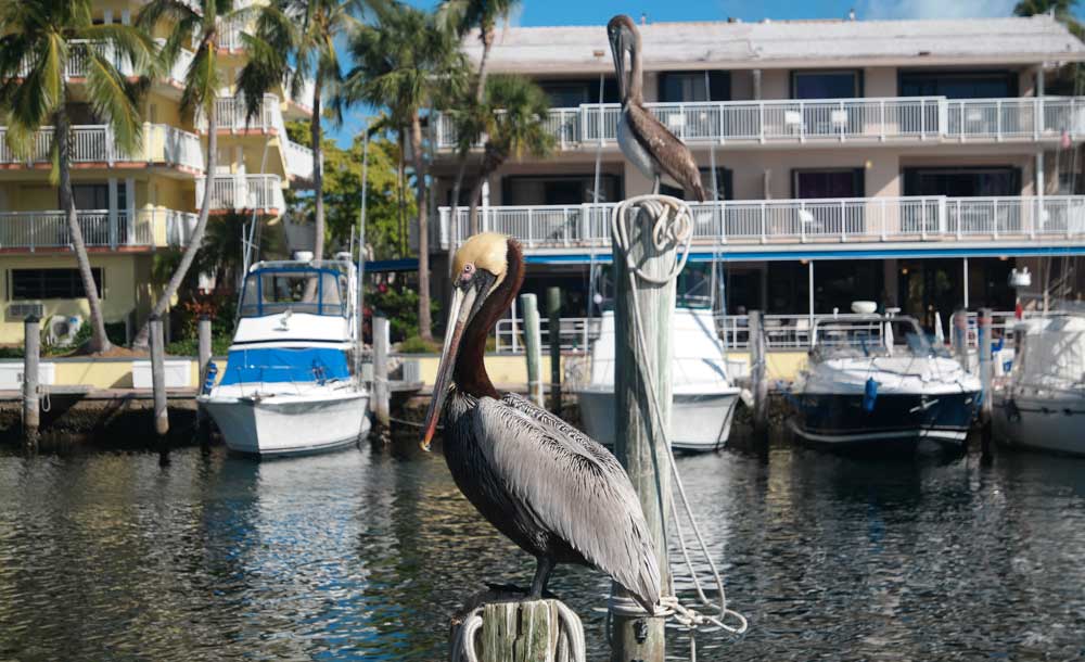 Key Largo Pelikane