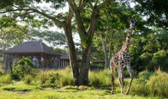 Animal Kingdom Orlando