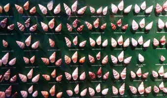Bailey Matthews Shell Museum