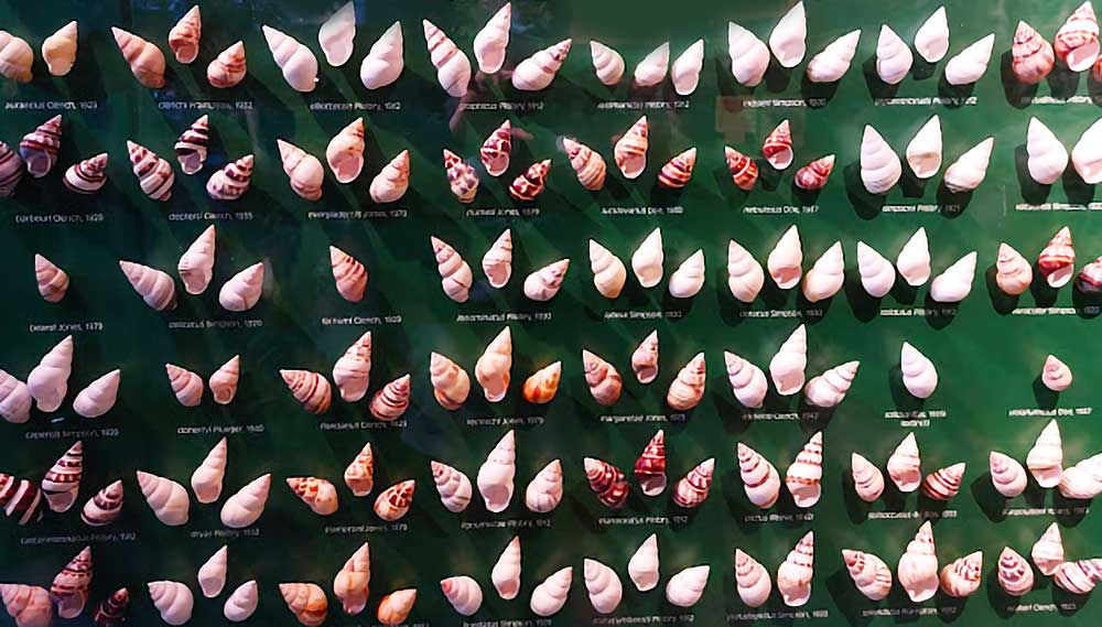 Bailey Matthews Shell Museum
