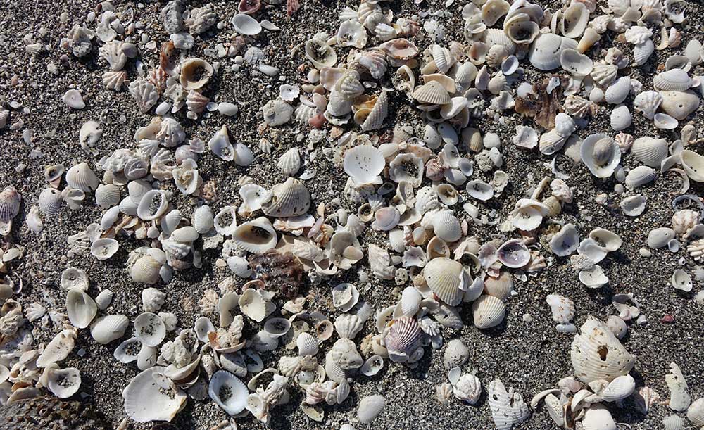 Muschelvielfalt