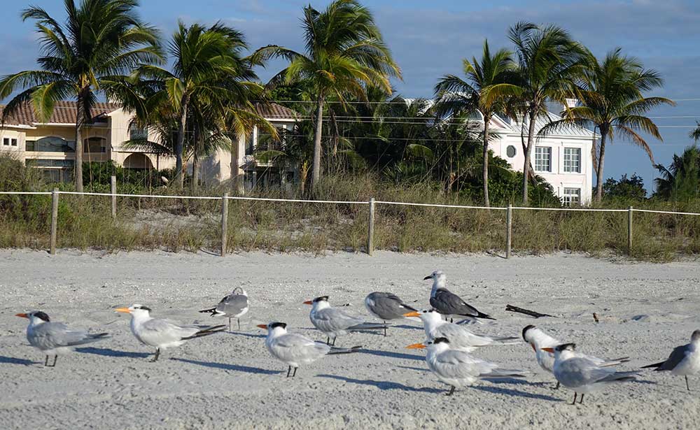 Vogelparadies Turner Beach