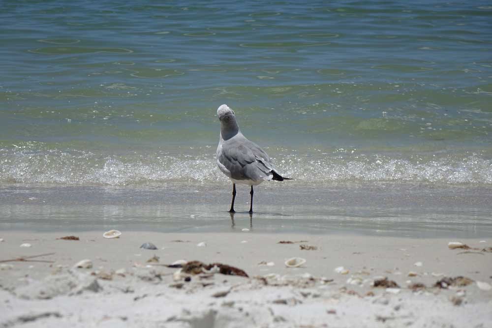 Möve am Strand