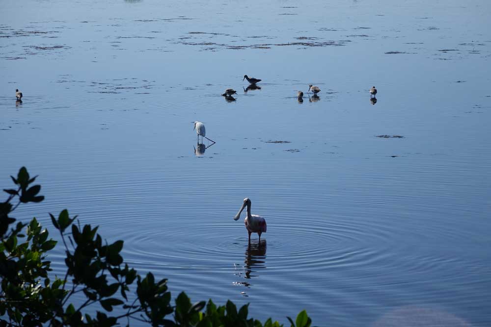 Rosalöffler, Roseate Spoonbill
