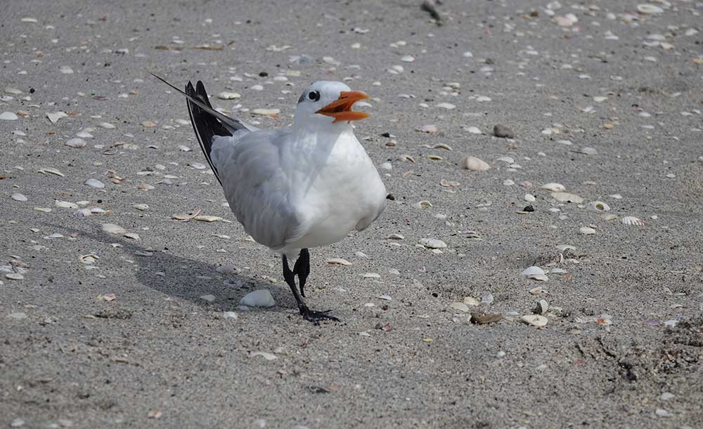 Möwe
