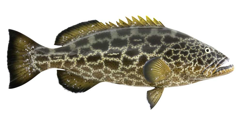 Black Grouper