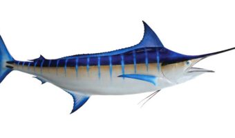 Blue Marlin
