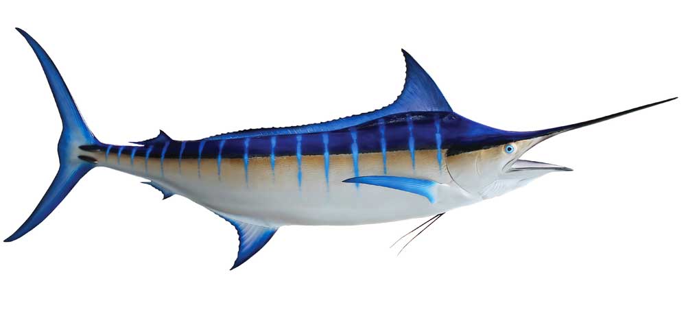 Blue Marlin