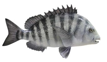 Sheepshead