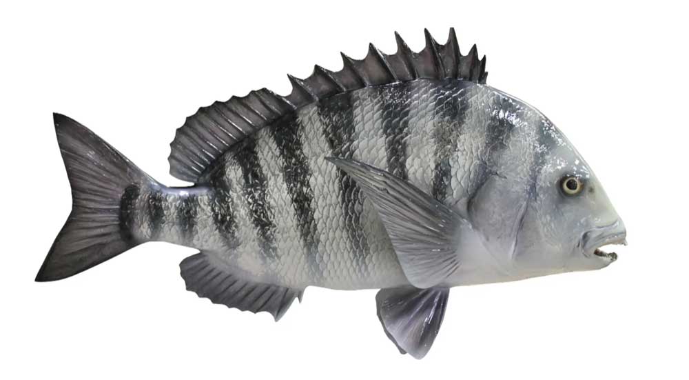 Sheepshead
