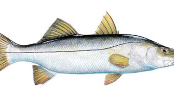 Snook
