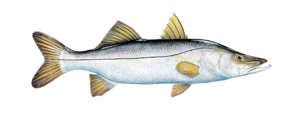 Snook