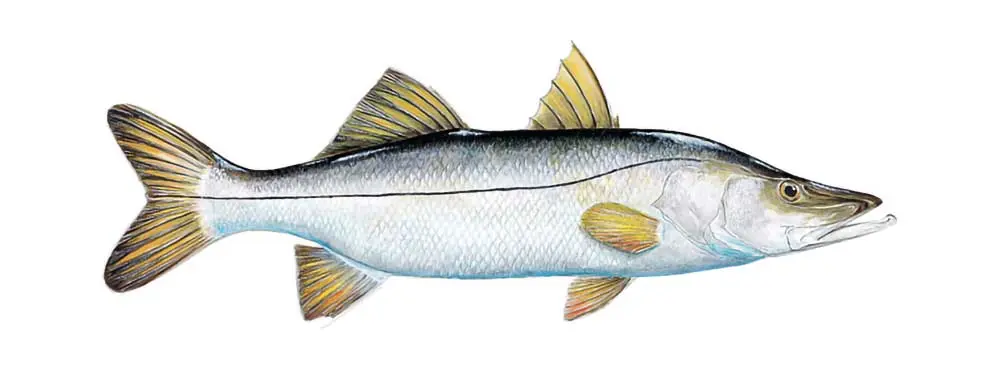 Snook