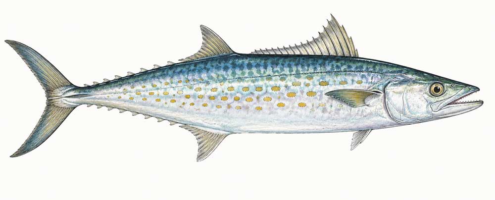 Spanish Mackerel