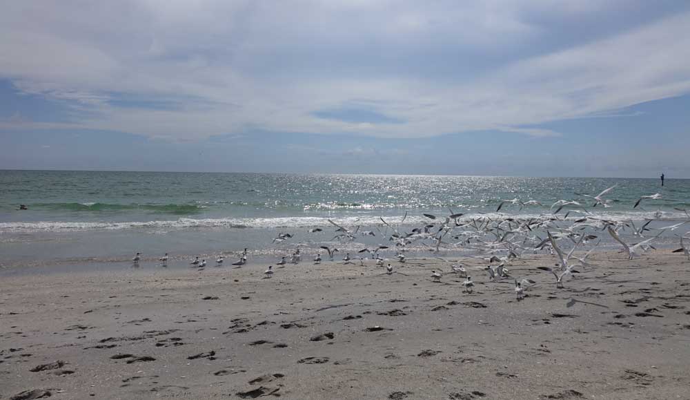 Englewood Beach