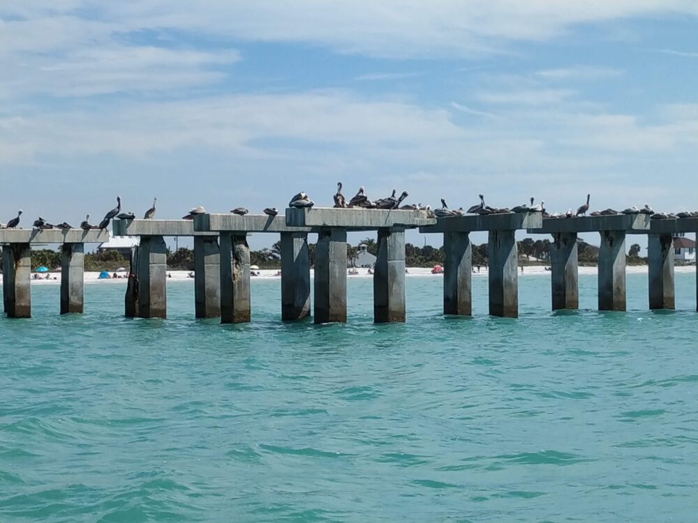 Pelikane Boca Grande