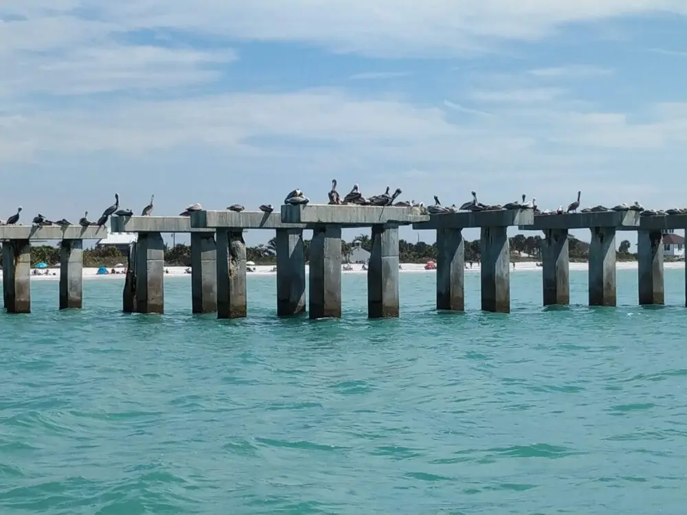 Pelikane Boca Grande