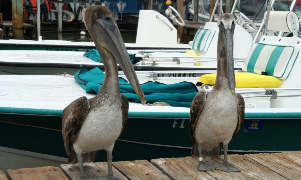Robbies Marina Islamorada
