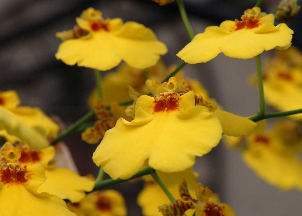 Marie Selby Orchideen