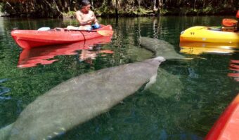 Weeki Wachee River