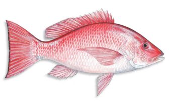 Red Snapper