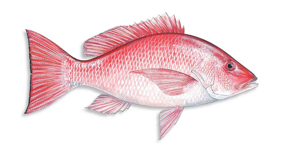 Red Snapper