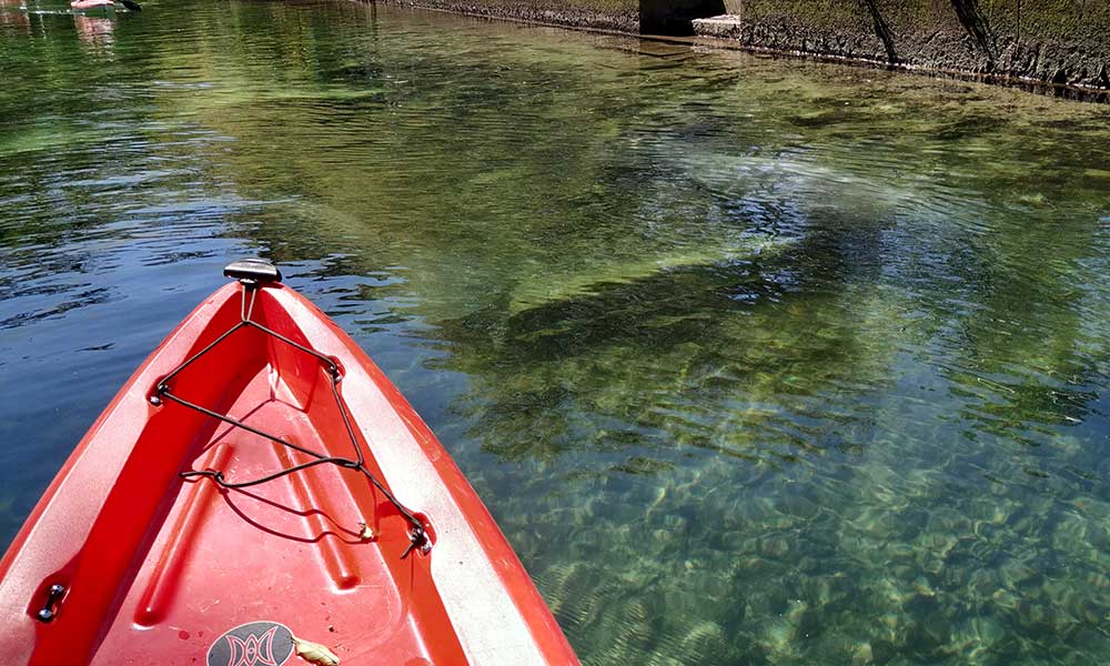 Weeki Wachee Manatees