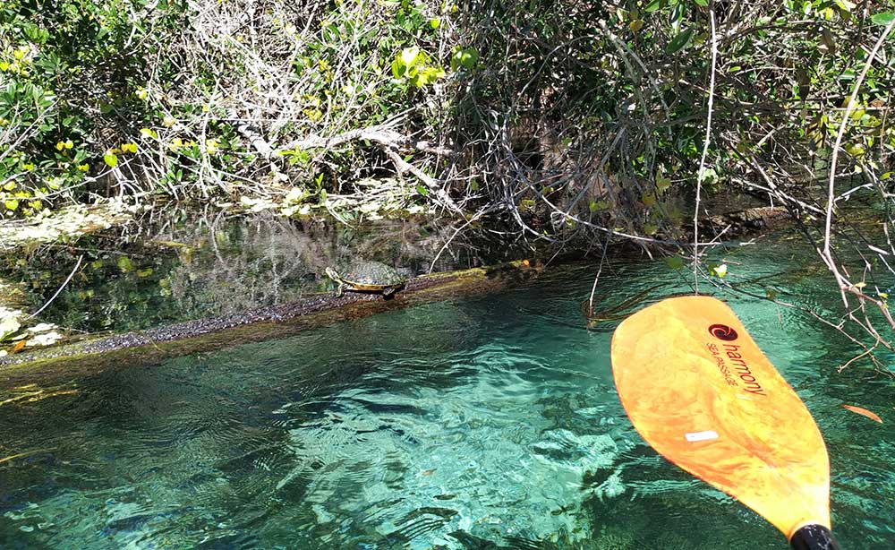 Turtle im Weeki Wachee River