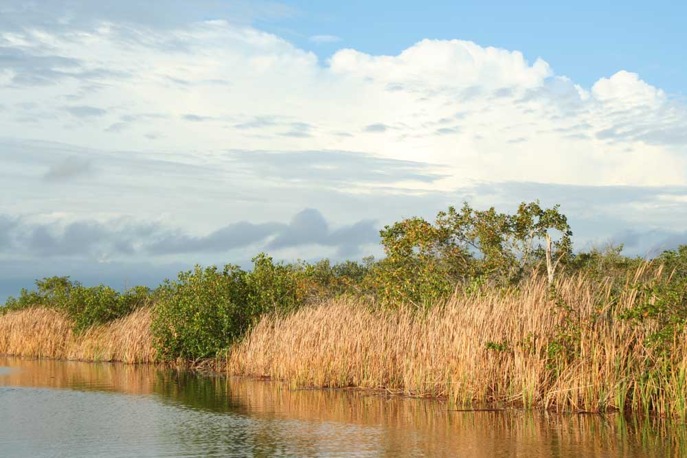 Natur pur