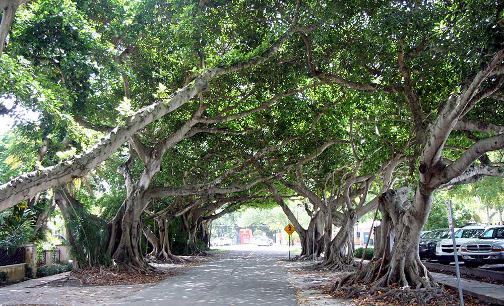Allee Coral Gables