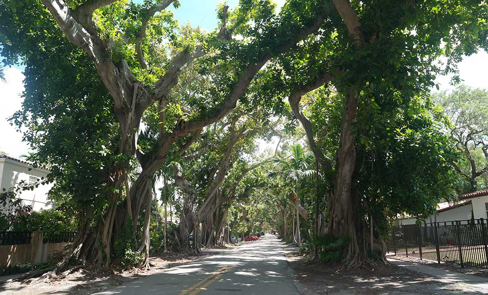 Allee