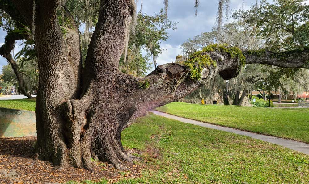 Big Tree