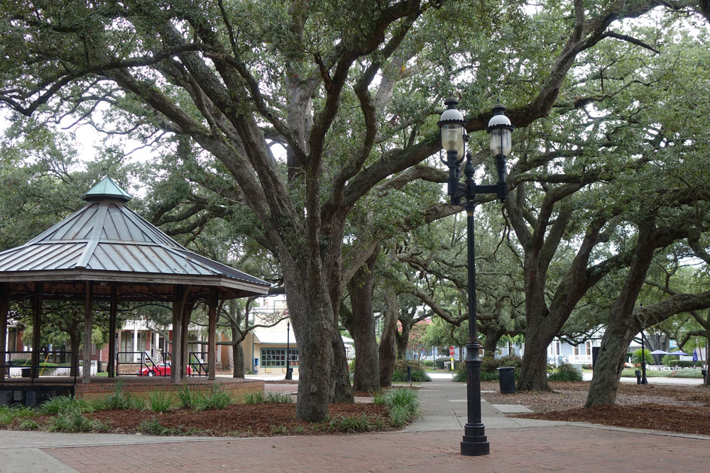 live Oaks