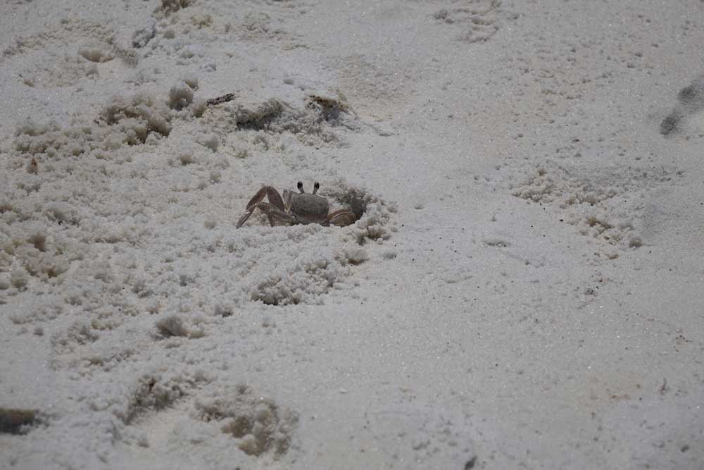 Krebs am Strand