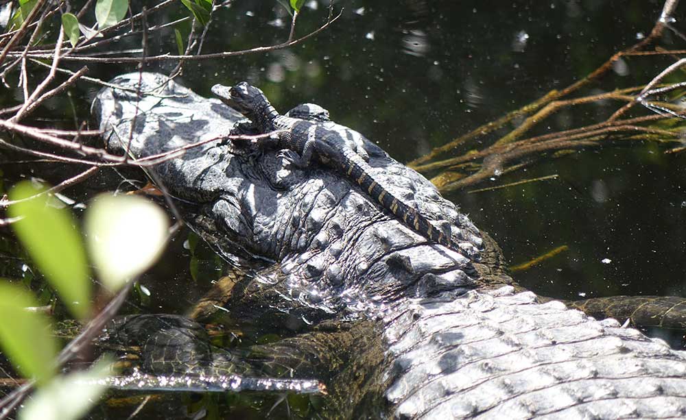Baby Alligator