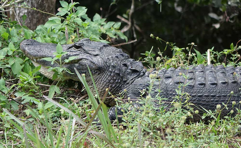 Alligator im Portraet