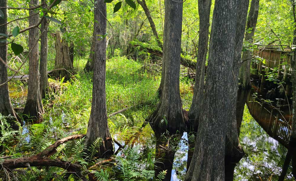 Everglades Boardwalk