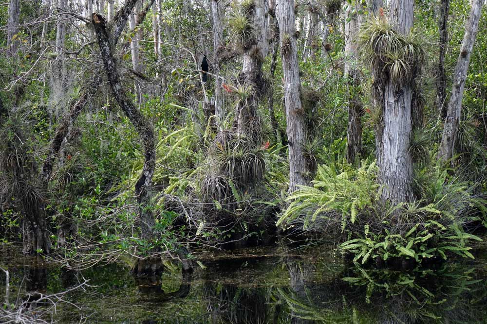 Everglades Dschungel