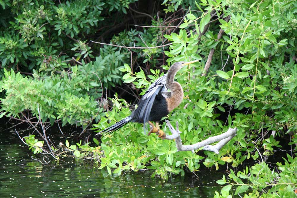 Vogel Everglades